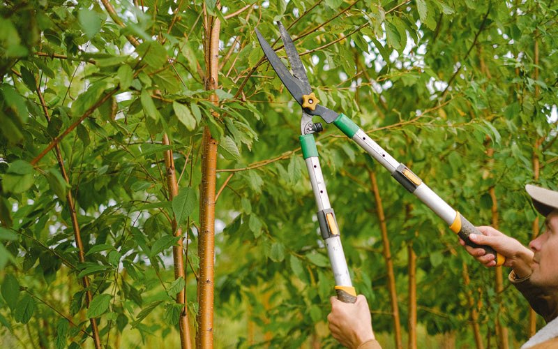 Tree trimming in Topeka, IL