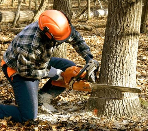 Tree Removal in Topeka, IL